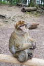 Sitting monkey at Affenberg (Monkey Hill) in Salem, Germany