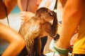 The sitting monkey closed her eyes. Monkey sitting among people close-up Royalty Free Stock Photo