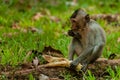 Sitting monkey macaque