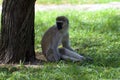 Sitting monkey Royalty Free Stock Photo