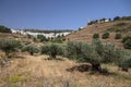 White-washed Greek village and olive trees, Lefkes on Paros