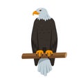 Sitting North American bald Eagle bird icon Royalty Free Stock Photo