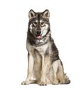 Sitting Northern Inuit Dog panting, looks like a wolf