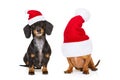 Couple of dogs on christmas holidays Royalty Free Stock Photo