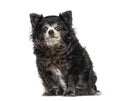 Sitting Old Chihuahua graying, isolated Royalty Free Stock Photo