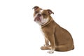 Sitting Old english bulldog looking at the camera on a white background seen from the side Royalty Free Stock Photo