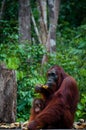 Sitting Orang Utan with Baby in Borneo Indonesia Royalty Free Stock Photo