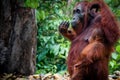 Sitting Orang Utan with Baby in Borneo Indonesia Royalty Free Stock Photo