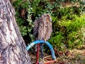 Sitting owl Bubo bubo. Royalty Free Stock Photo
