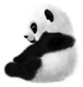Sitting Panda cub on a white background