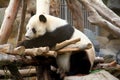 Sitting panda Royalty Free Stock Photo