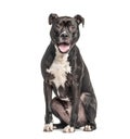 Sitting and panting American Staffordshire Terrier dog Royalty Free Stock Photo