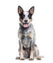 Sitting and panting Australian Cattle Dog looking at the camera, isolated on white Royalty Free Stock Photo