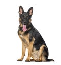 Sitting and panting German shepherd, isolated on white Royalty Free Stock Photo