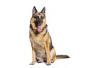 Sitting and panting German shepherd, isolated on white Royalty Free Stock Photo