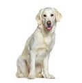 Sitting and Panting Golden Retriever looking at the camera, isolated on white Royalty Free Stock Photo