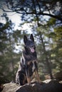 Sitting Panting Malinois Shepherd Mix on Rock