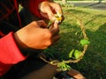 Sitting in a park making a flower crown from a small white flower