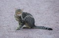 Sitting on a park path, a gray striped cat itches Royalty Free Stock Photo