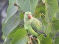 Sitting on parrot tree