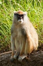 Sitting Patas Monkey