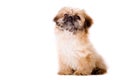 Sitting pekingese dog Royalty Free Stock Photo