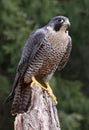 Sitting Peregrine Falcon Royalty Free Stock Photo