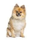 Sitting Pomeranian dog looking at the camera, isolated on white