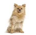 Sitting Pomeranian, isolated