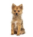 Sitting Pomeranian, isolated