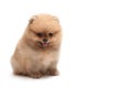 Sitting pomeranian spitz puppy