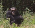 A portrait of chimpanzee sitting and looking alert at the camera in the forest of wild Ol Pejeta Conservancy, Kenya