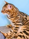 Sitting position of a tiger tabby cat