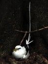 White Tailed Tropic Bird