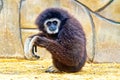 Sitting primate monkey in the aviary, natural background