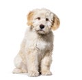 Sitting Puppy Barbado da Terceira, isolated Royalty Free Stock Photo