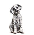 Sitting Puppy english setter spotted black and white, two months old