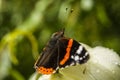 Sitting red admiral butterfly - close up on a insect Royalty Free Stock Photo