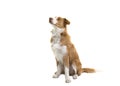 Sitting Red Border Collie Dog Looking Up On A White Background