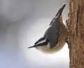 Sitting Red-breasted Nuthatch