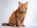 sitting red cat not at all ferocious looking at camera. Generative Ai Royalty Free Stock Photo