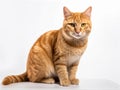 sitting red cat not at all ferocious looking at camera. Generative Ai Royalty Free Stock Photo