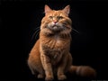 sitting red cat not at all ferocious looking at camera. Generative Ai Royalty Free Stock Photo