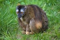 Sitting Red-fronted lemur, Eulemur rufifrons Royalty Free Stock Photo