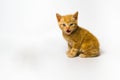 Sitting red-haired little kitten on a white background. Striped cat, blue eyes. Royalty Free Stock Photo