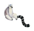 Sitting Ring-tailed lemur with long black and white tail watercolor illustration. Funny Madagascar tropical animal