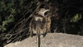 The Sitting Roadrunner - back pose bird - Royalty Free Stock Photo