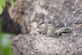 Sitting on a rock eating chipmunk Royalty Free Stock Photo