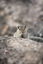 Sitting on a rock eating chipmunk Royalty Free Stock Photo