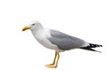 Sitting seagull isolated over white Royalty Free Stock Photo